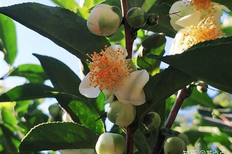 果树春季如何施肥