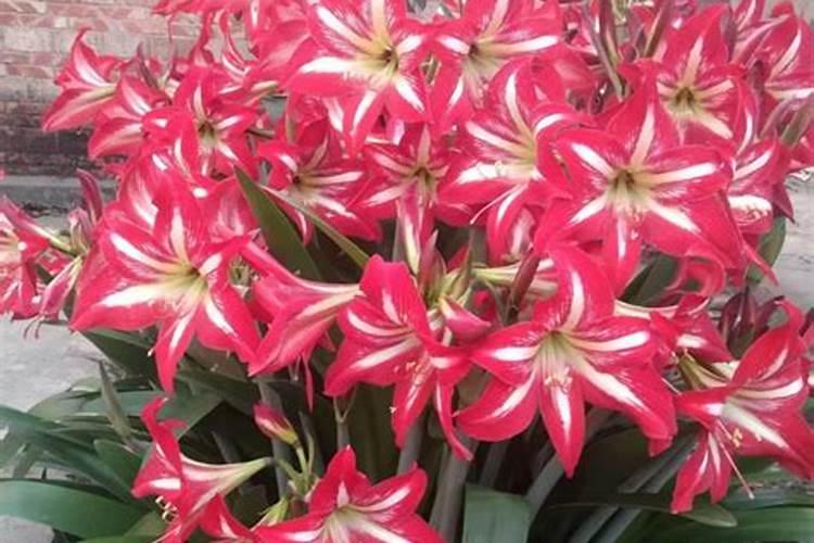 腐殖酸类肥料有哪几种？