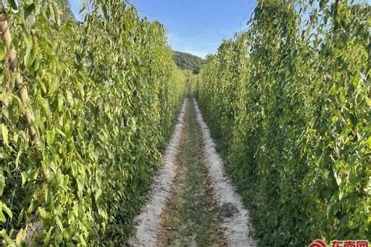 绣球花施肥时间和方法