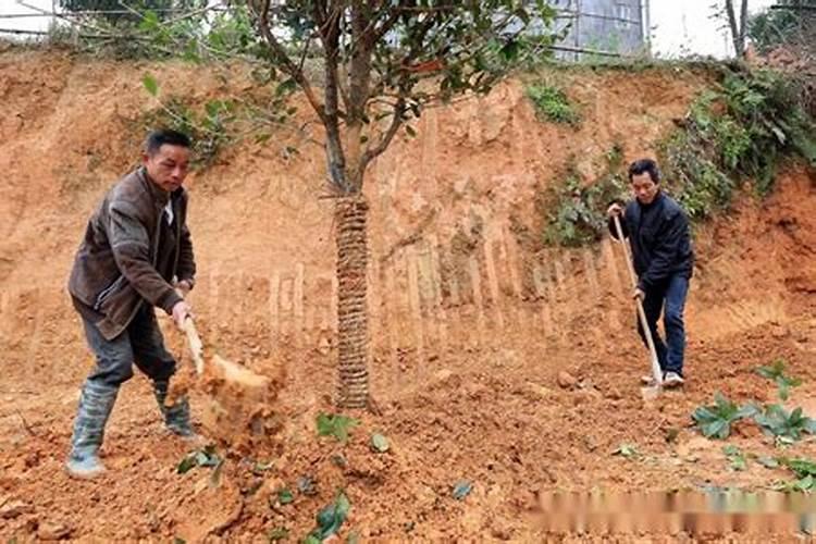 绣球花的施肥方法什么肥料好？