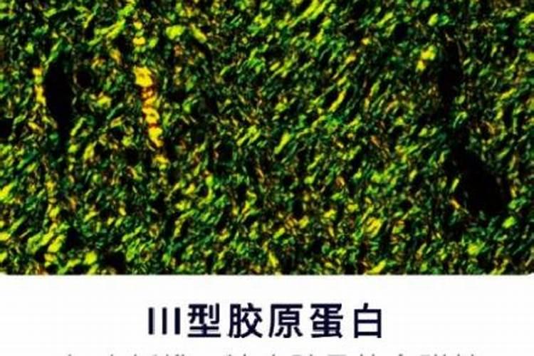 赤霉酸可以用于李子树上吗