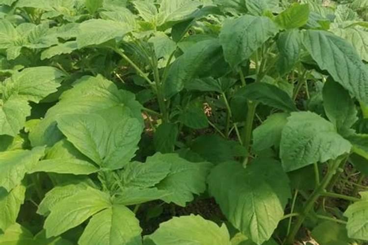 麦子的栽培要点