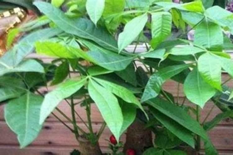 发财树如何生根