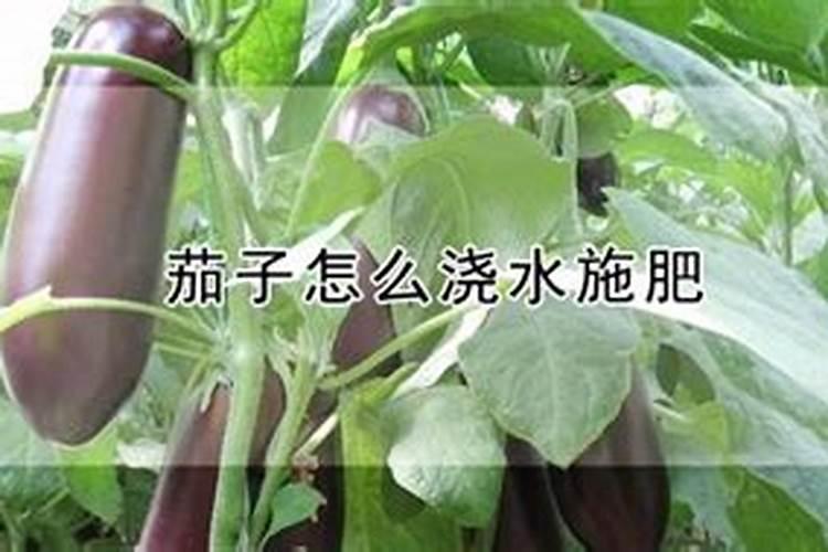 夏季种植茄子高产管理技术 茄子养殖需要注意什么
