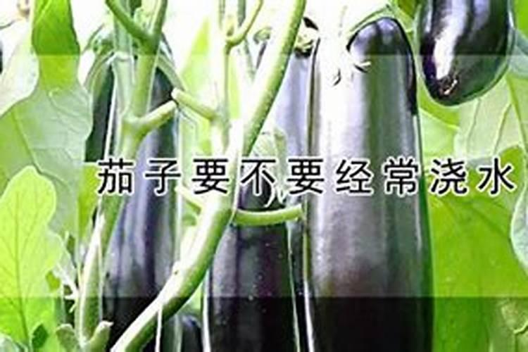 茄子的结果期是如何进行管理的？