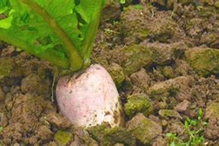 种萝卜用什么肥料好