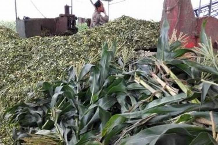 哪些有机肥的钾含量高