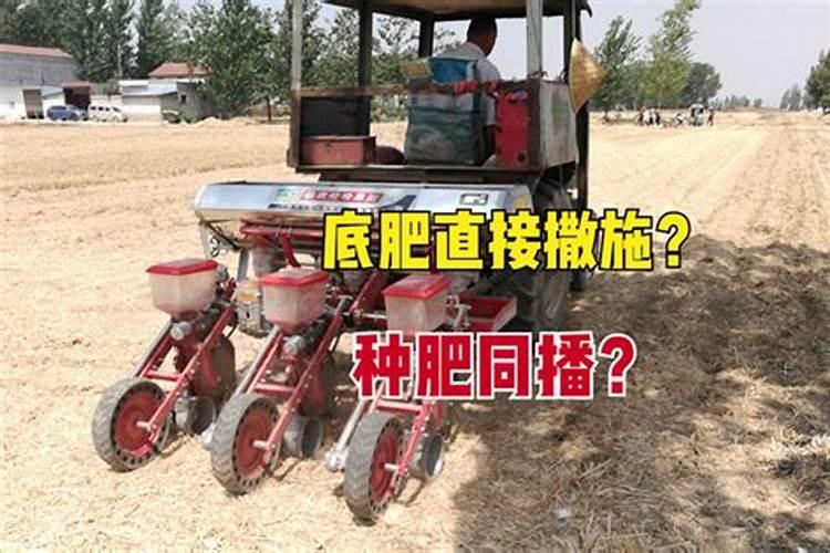 月季花怎么使用复合肥