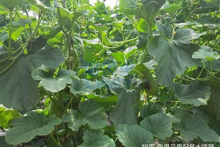 施美特水溶肥是国产的吗