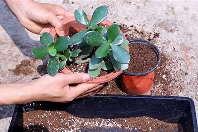 大豆喷施叶面肥叶子发黄什么原因