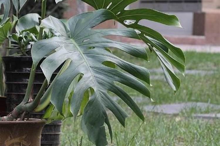 师栾02一1小麦特点