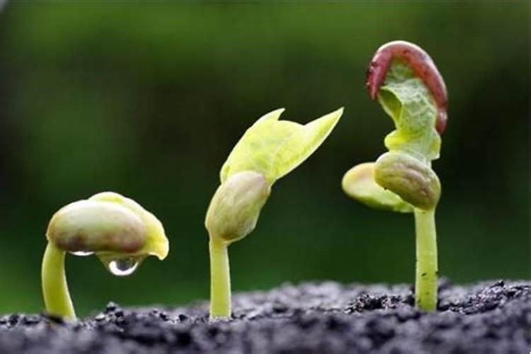 月季长出来的笋芽如何进行打顶