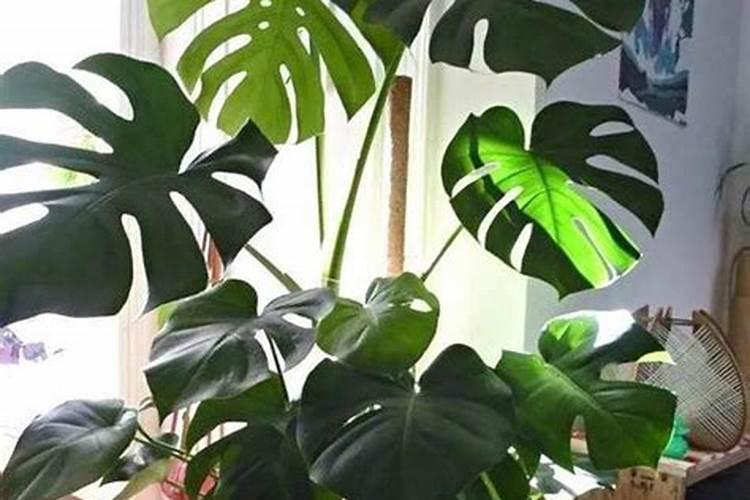 草莓育苗如何做