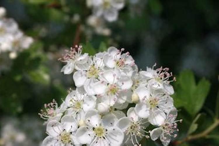 养花买什么肥料最好、绿植用营养液好还是肥料好