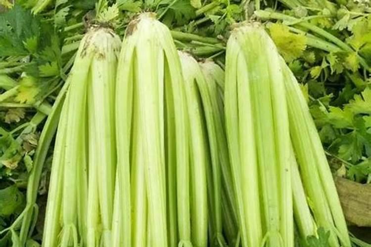 柑橘树什么时候施尿素,尿素可以兑水浇果树吗