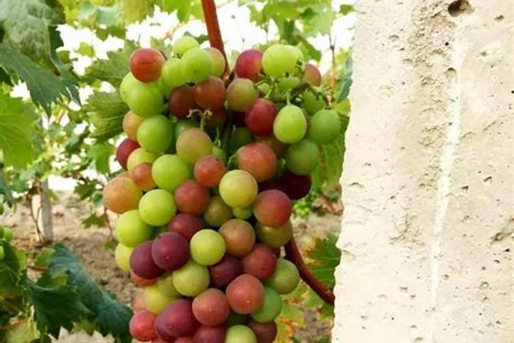 月季花施磷酸二氢钾肥料的正确用法