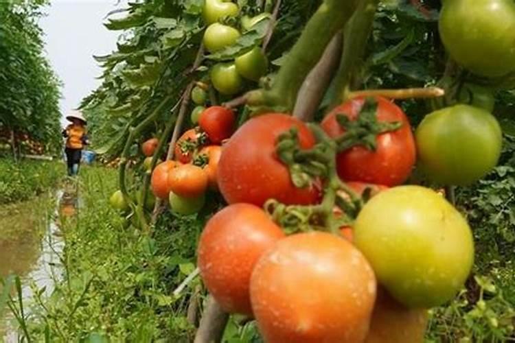 如何养菊花又矮又壮