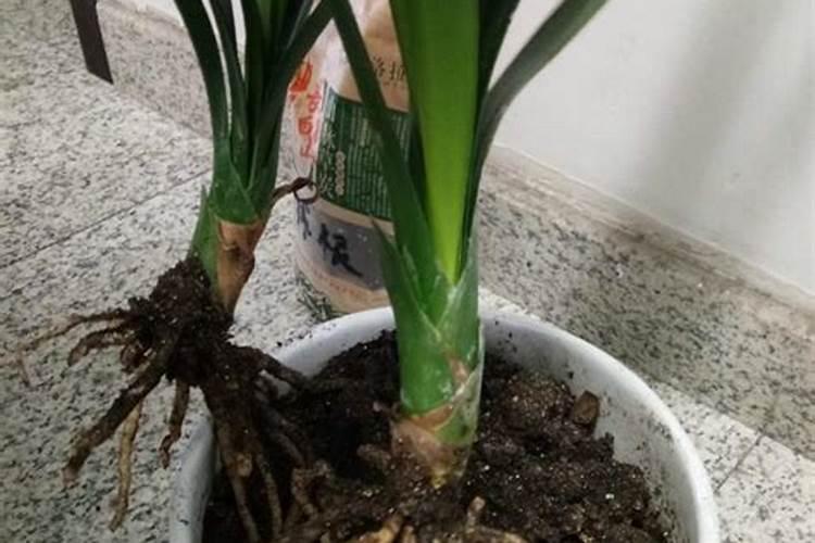 枫树盆景养殖方法
