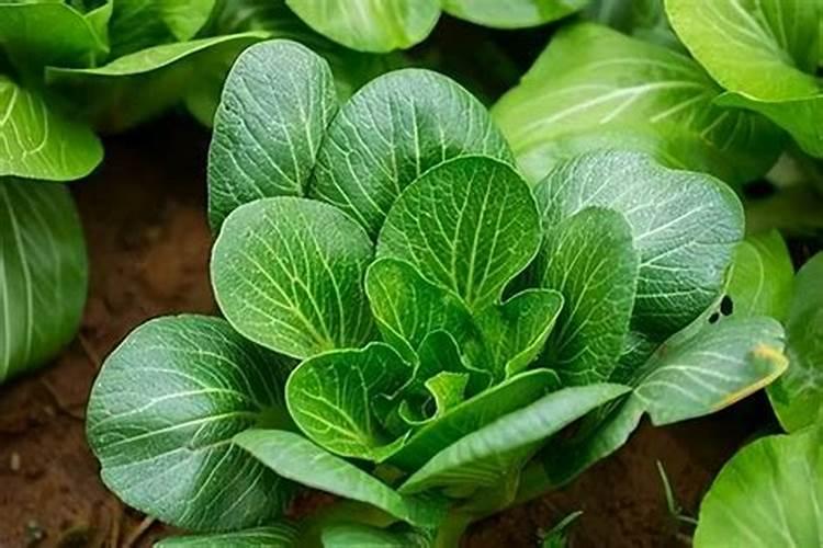 青菜喷施哪种芸苔素效果好