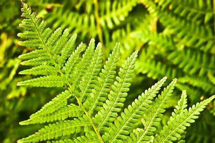 腐植酸钾使用方法