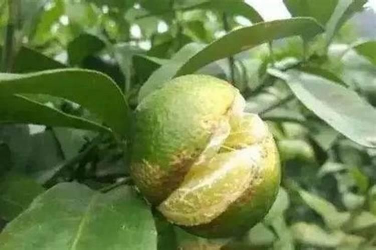 硼元素对植物体有何作用？枣树缺硼表现什么样症状？怎样预防缺硼症发生...