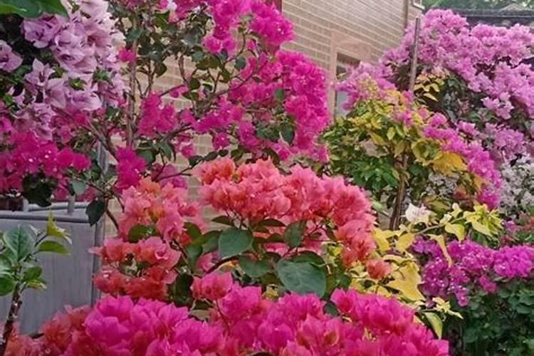 生根壮苗剂使用方法