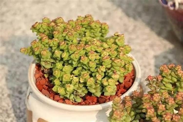 用什么肥料会使西红柿棵子壮起来