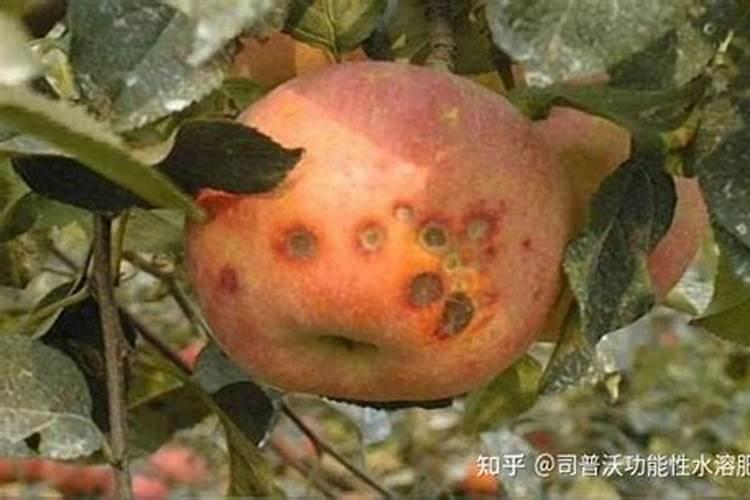 菠菜种植方法和时间 快来一起学习吧