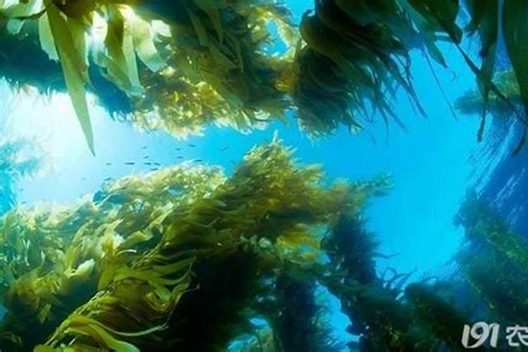 映山红第二年的桩能施肥吗？