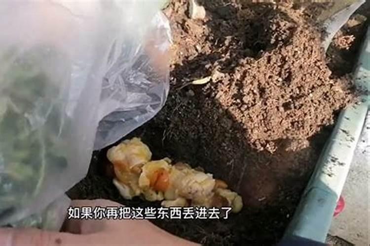 黑芝麻可以当肥料浇无花果吗？