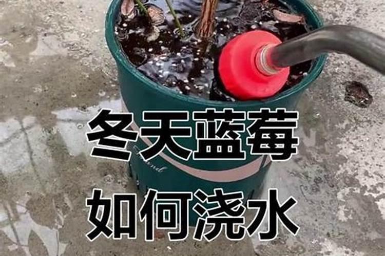 蓝莓施什么肥最好
