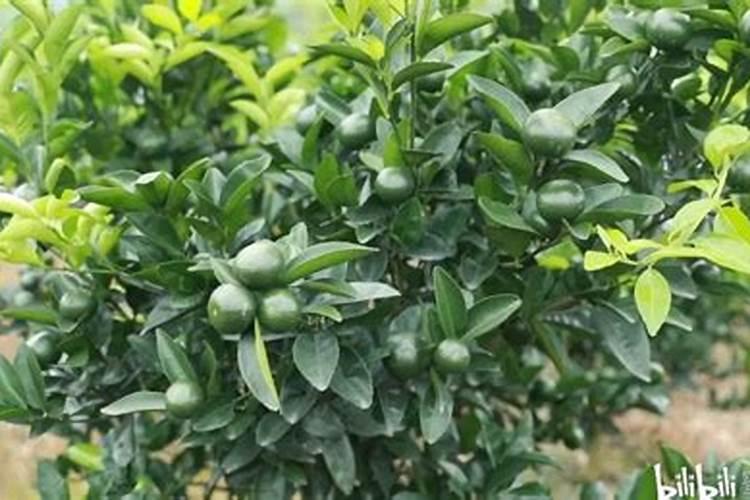 烟草打什么药好