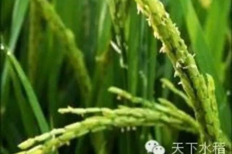 水稻扬花能喷叶面肥吗,怎么样？