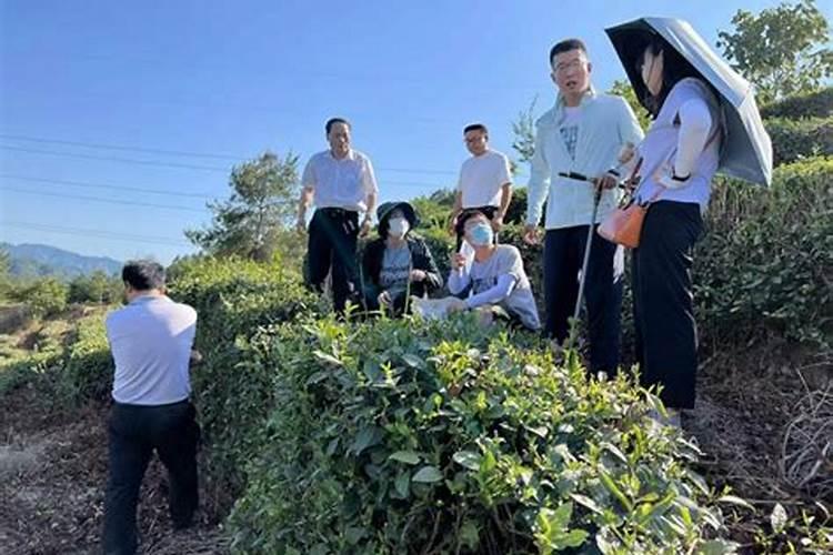 海藻树会发哪些病