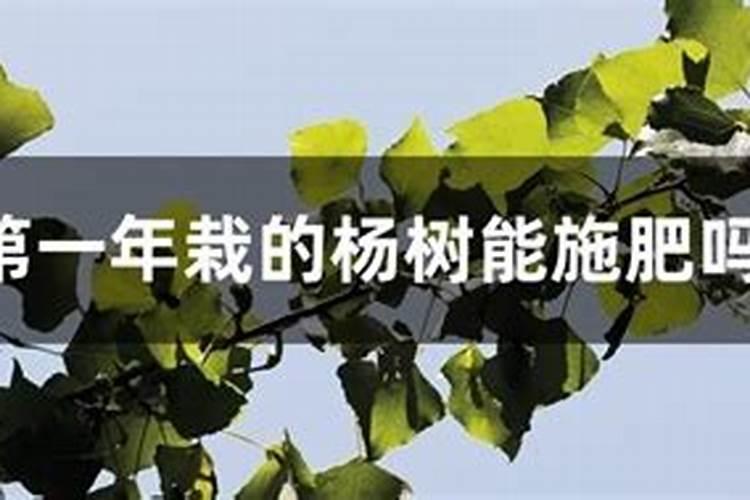 杨树施肥用什么肥？