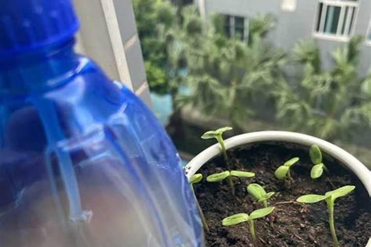 鱼蛋白肥料的使用技巧