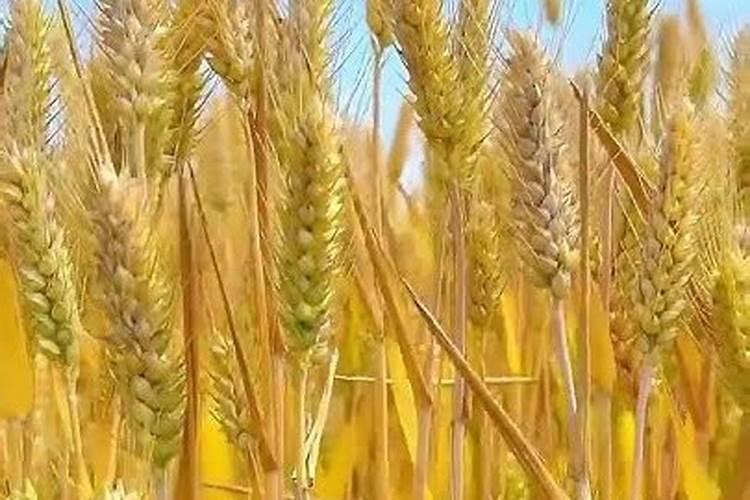 攀枝花芒果几月份成熟攀枝花芒果有何特点