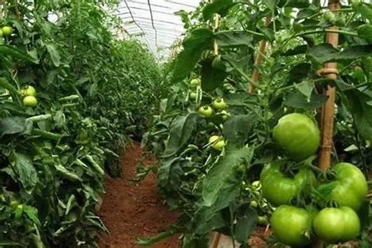 亮蓝是什么食品添加剂