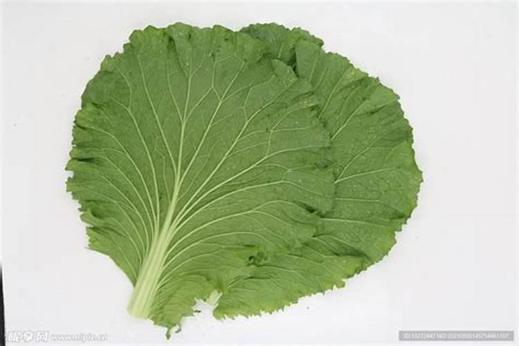 种的白菜不包心怎么办 种的白菜不包心怎样做