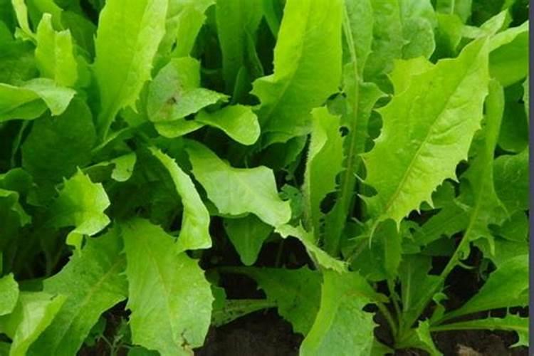 红薯一年四季都能种吗 几月种红薯最好