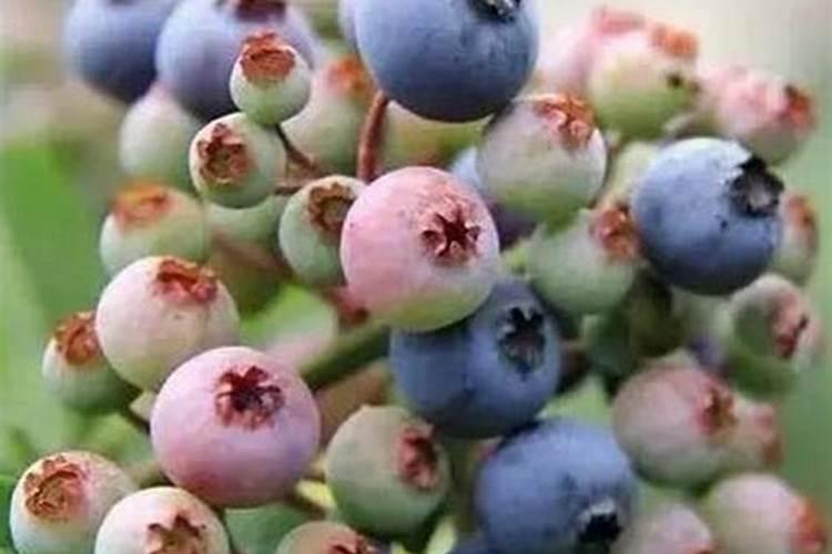 叶面肥排名榜前十名