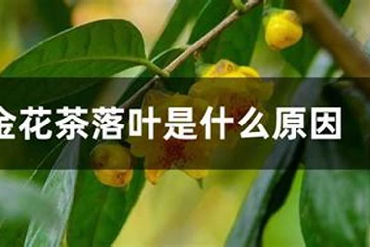 自制水溶肥配方比例