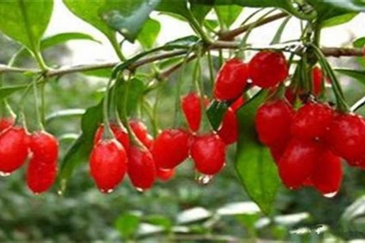 根茎类蔬菜有哪些