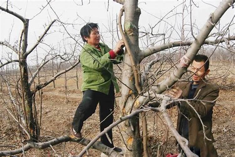 氨基酸肥料对果树是何作用,该怎样正确使用？