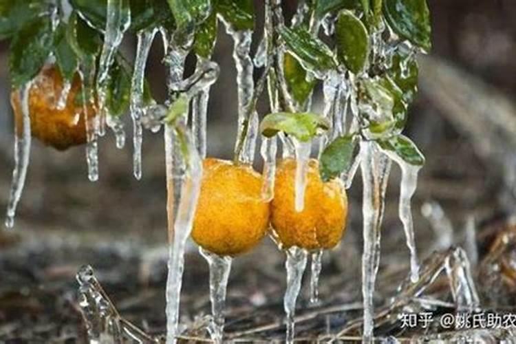 柑橘冬季施肥柑橘冬季施叶面肥柑橘果后施什么肥