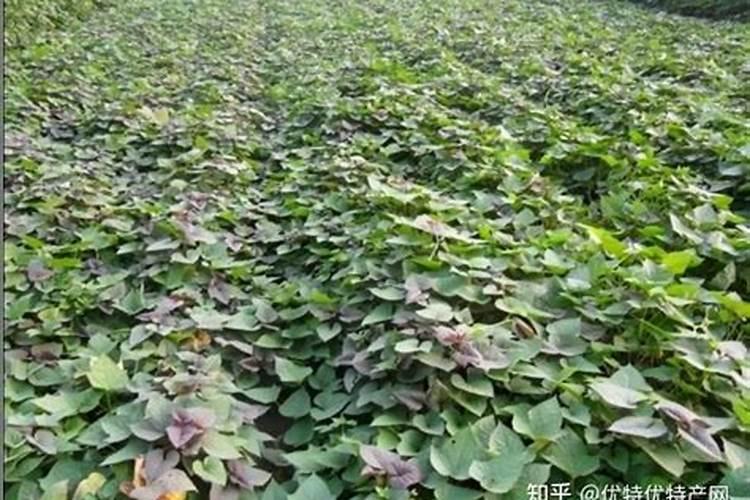 紫薯对生长环境的要求有哪些 紫薯养殖技巧