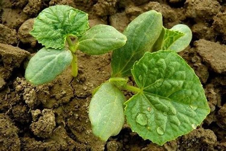 钾肥是什么肥料 钾肥对植物的作用