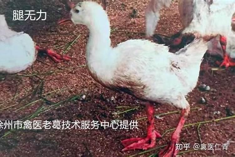 什么是禽类矿物质缺乏症