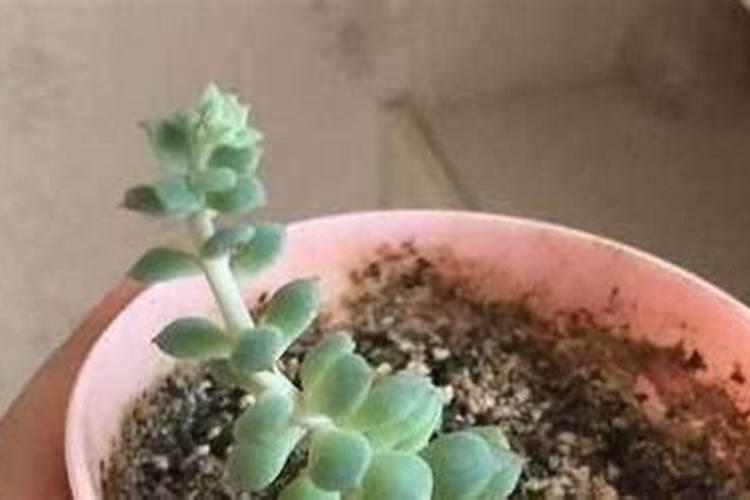 哪些花需要矾肥水