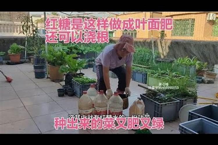 红糖为什么能做作物叶面肥